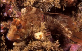 Blenny (Parablennius sp.) shot in Baleal, Portugal, using... by Joao Pedro Tojal Loia Soares Silva 